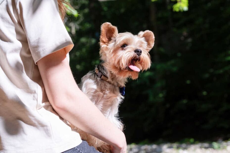 Kleiner Hund auf dem Schoß einer Frau