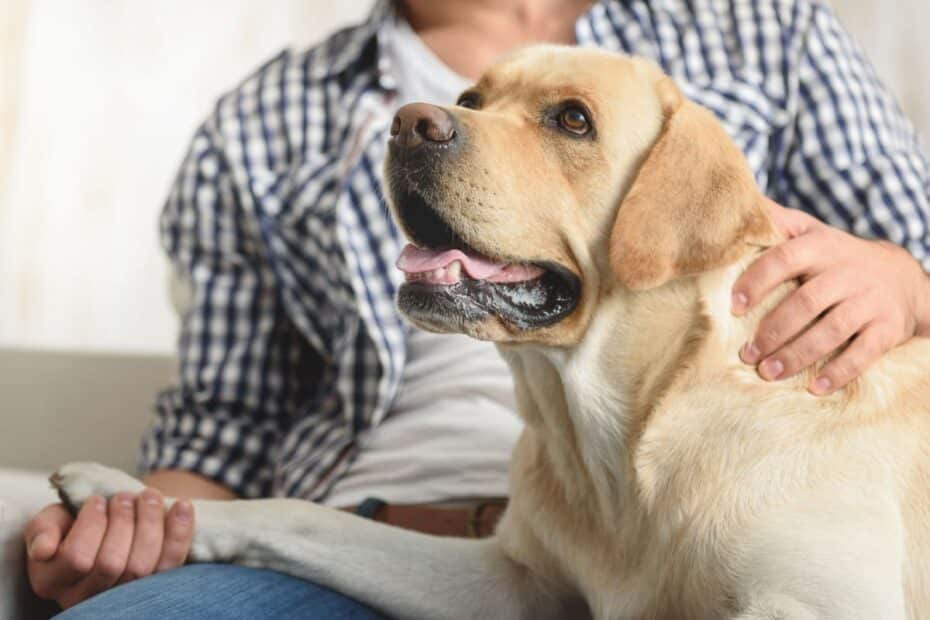 Hund liegt zusammen auf Sofa mit Herrchen und reicht seine Pfote